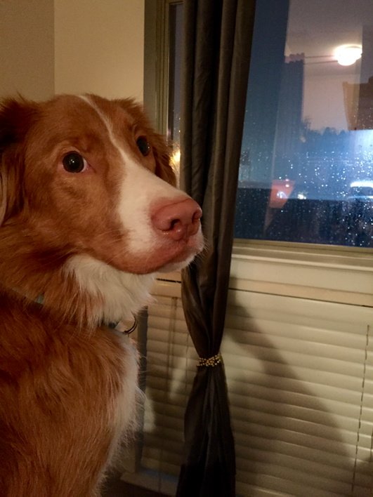 13PhilipT's tweet photo. @wfaaizzy Look who's #Afraidofthunder tonight. #wfaaweather https://t.co/0c0qCPCfmJ