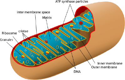 gfa_mito's tweet photo. look at all that space for #cellularrespiration and making #EN3RGY #gfacellwars #mitoforpreso https://t.co/MnIhghUPUh