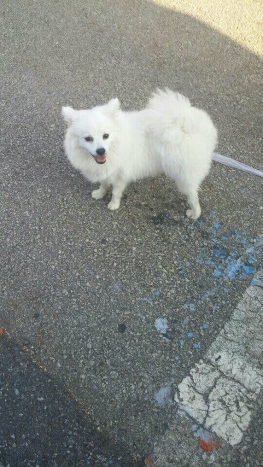 gombury's tweet photo. 지난 9월 26일 
일산동 백석동에서 발견된 강아지..

불쌍한 강아지는
유기동물보호소로 갔는데

안락사 당하지 않고
새주인을 찾았다는 소식
제보자 #김보화 님 께서
전해주셨습니다. 

감사합니다. 진심^^ https://t.co/nAQCLUFQpR