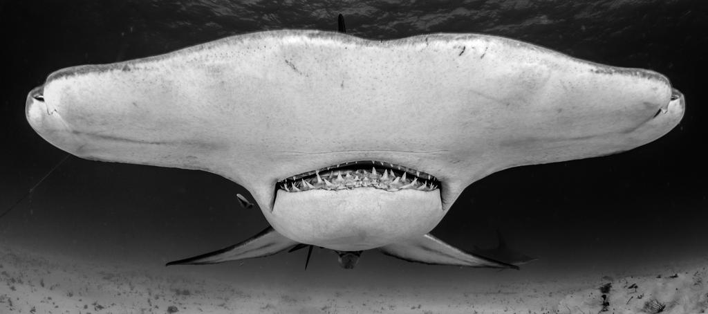 BenTortuga's tweet photo. What an amazing #shark photo taken by a friend who has donated it to me!
#SeaShepherd #Sharks #environment #Oceans https://t.co/wvOxKl9Zv8
