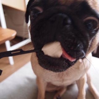 Joy_PhotoCam's tweet photo. #パグ
#まる
#梨
#マテ
#もう待てない
#pug
#maru
#pear
#wait
#Icannotwaitanymore https://t.co/yDwuprWeua https://t.co/LXu4rZ4uZA