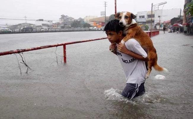 eduardohortag's tweet photo. Salven los perritos de la calle #Heroe #HuracanPatricia https://t.co/6YbA2Hh03l