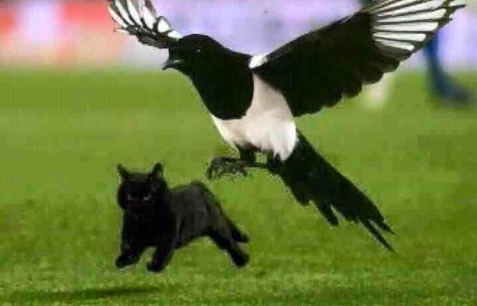ToonArmyPerth's tweet photo. 1 more sleep till derby day!! We'll be at "The Game Sports Bar" from 7 to cheer on the toon! #NUFC #SMB #derbyday https://t.co/oK7DHcV0Zs