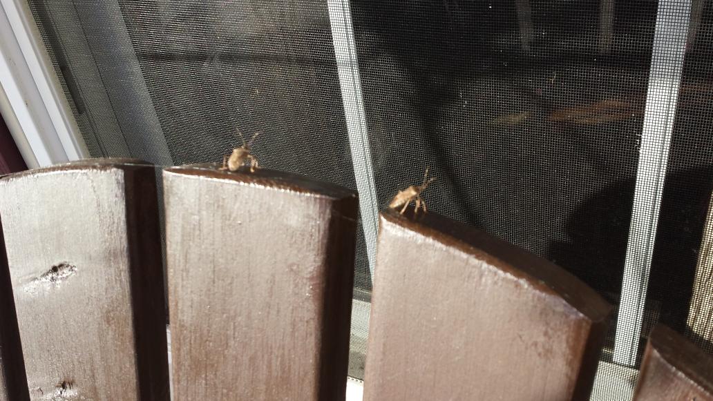 ohiochild's tweet photo. Dirty perverted peeping Tom stink bugs! https://t.co/vAHIm9ml2T