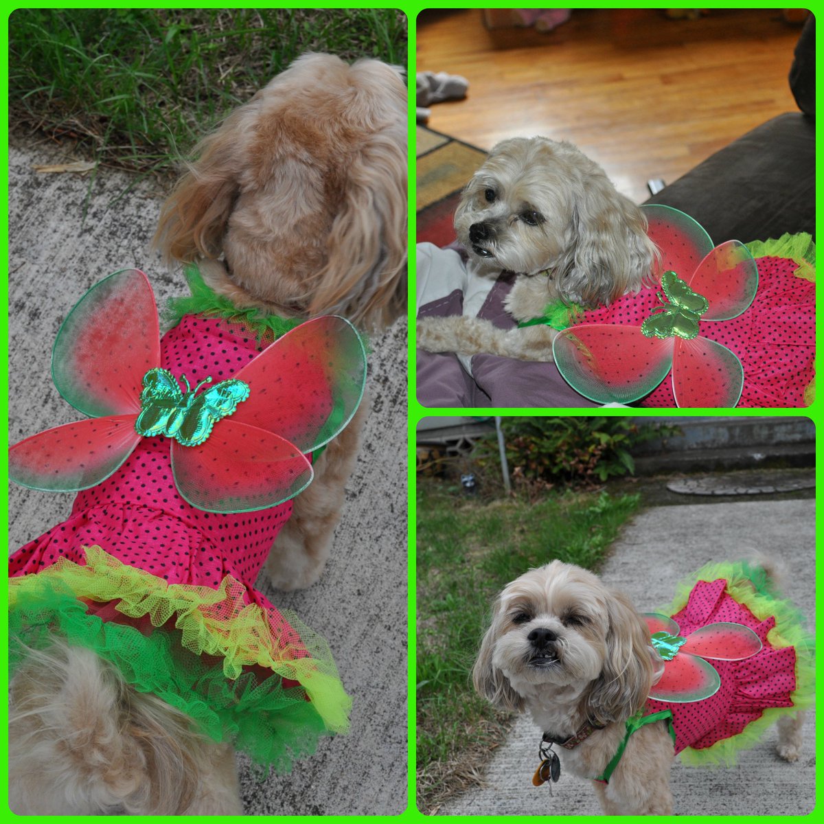 Penguinsangel's tweet image. Sometimes you just feel like a fairy - Roxy #BlogPawsHalloween