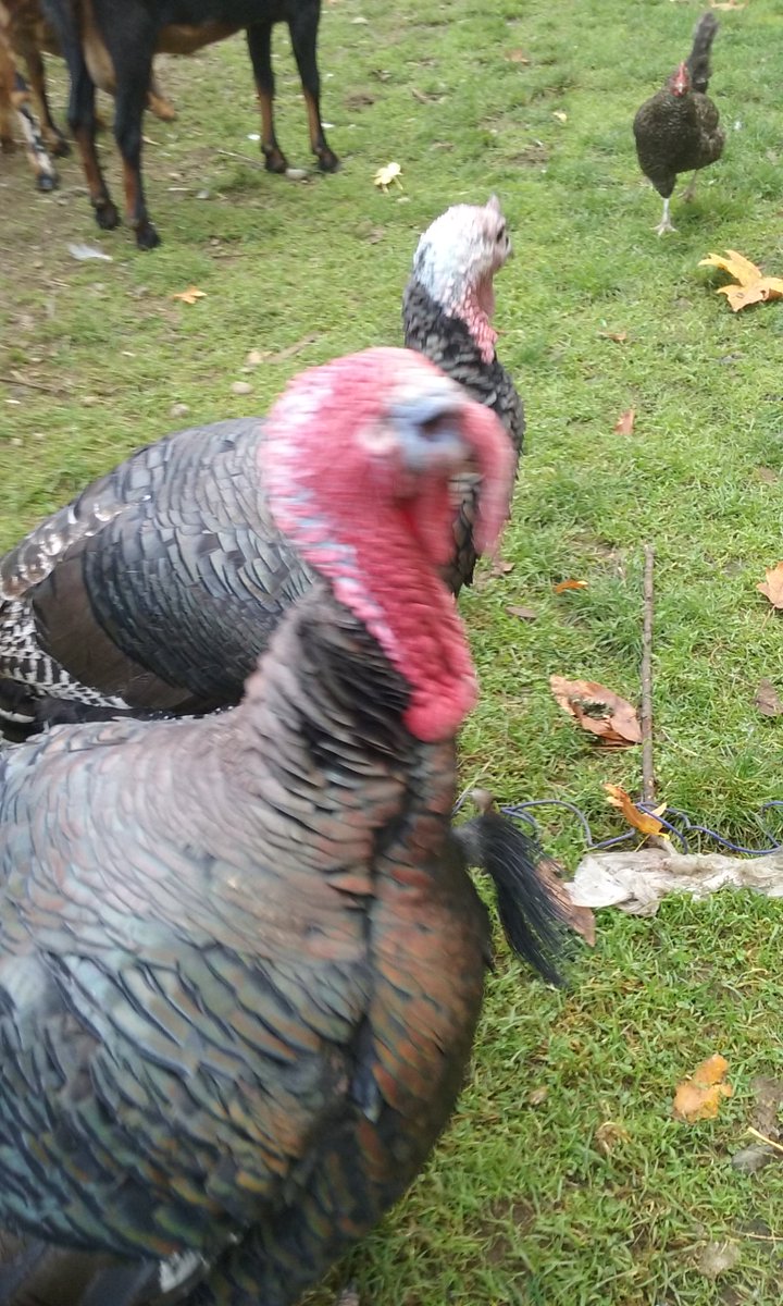 DizzyDaysFarm_'s tweet photo. Meet Tom, Turk and Skeeter. Our rescue turkeys! They follow me all around the farm!
#tofurky #saveturkeys #vegan https://t.co/IH3Yqdxjb1