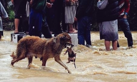 PamCerdeira's tweet photo. Siempre están con nosotros, ahora no los olvidemos 🐩🐈
#HuracanPatricia 
#HurracainePatricia
PLS RT https://t.co/XJca3kBBZN