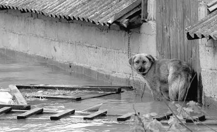 PamCerdeira's tweet photo. Siempre están con nosotros, ahora no los olvidemos 🐩🐈
#HuracanPatricia 
#HurracainePatricia
PLS RT https://t.co/XJca3kBBZN