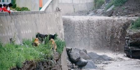 PamCerdeira's tweet photo. Siempre están con nosotros, ahora no los olvidemos 🐩🐈
#HuracanPatricia 
#HurracainePatricia
PLS RT https://t.co/XJca3kBBZN