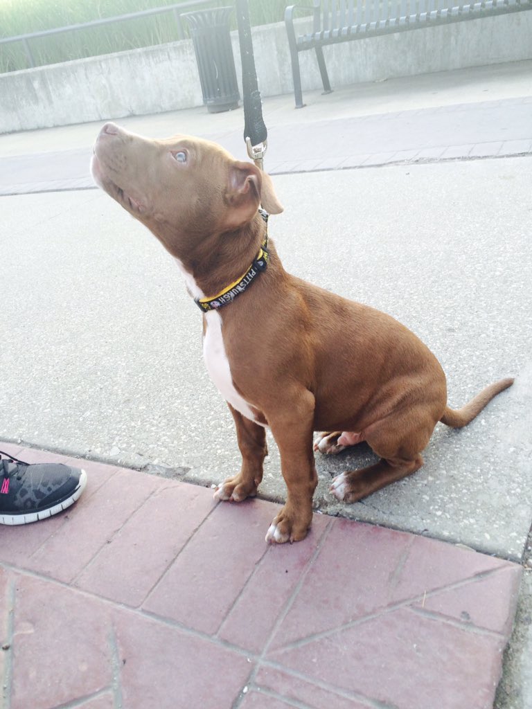 dogsofKSU tweet picture