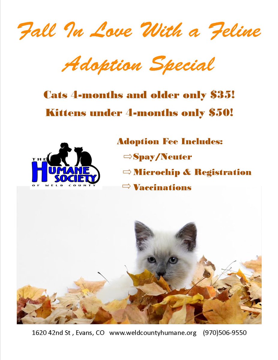 HSWeldCounty's tweet photo. #FallInLove #adoptacat come by the shelter and take advantage of an awesome adoption special! https://t.co/r6xJmLr3CY