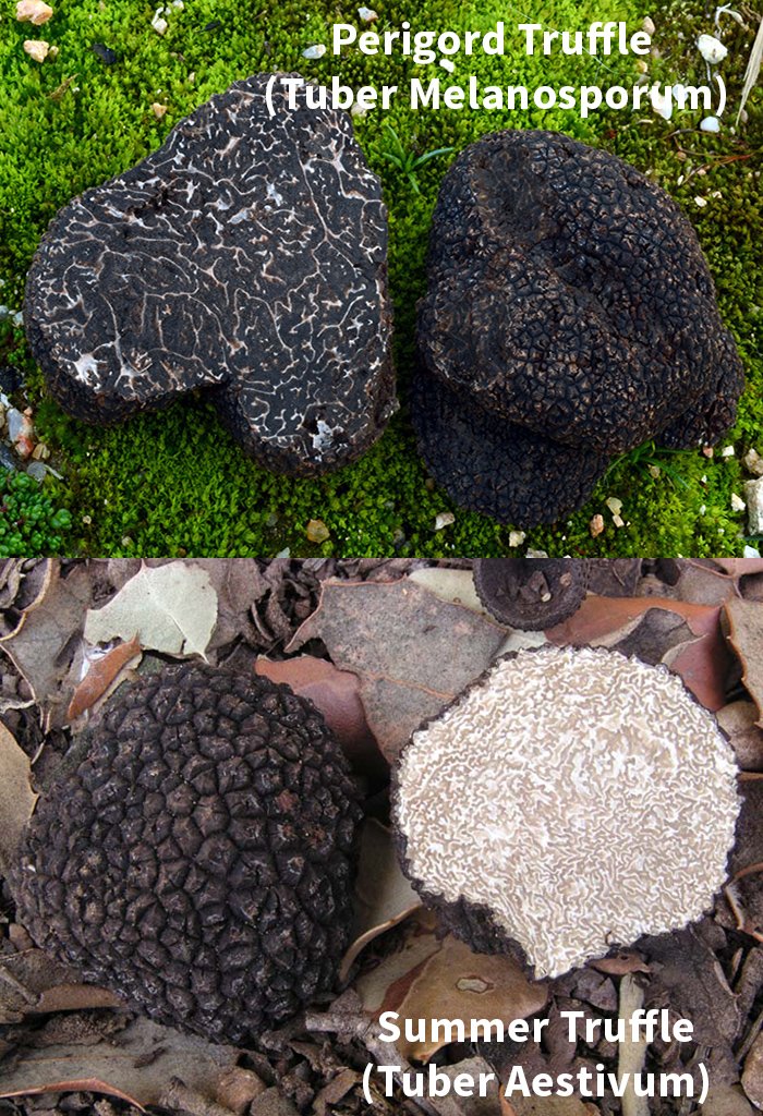 truffletraders's tweet photo. Do you know there are 2 kinds of black #Truffles? The Perigord truffle and the Summer Truffle #blacktruffle https://t.co/A7QIP1klKv