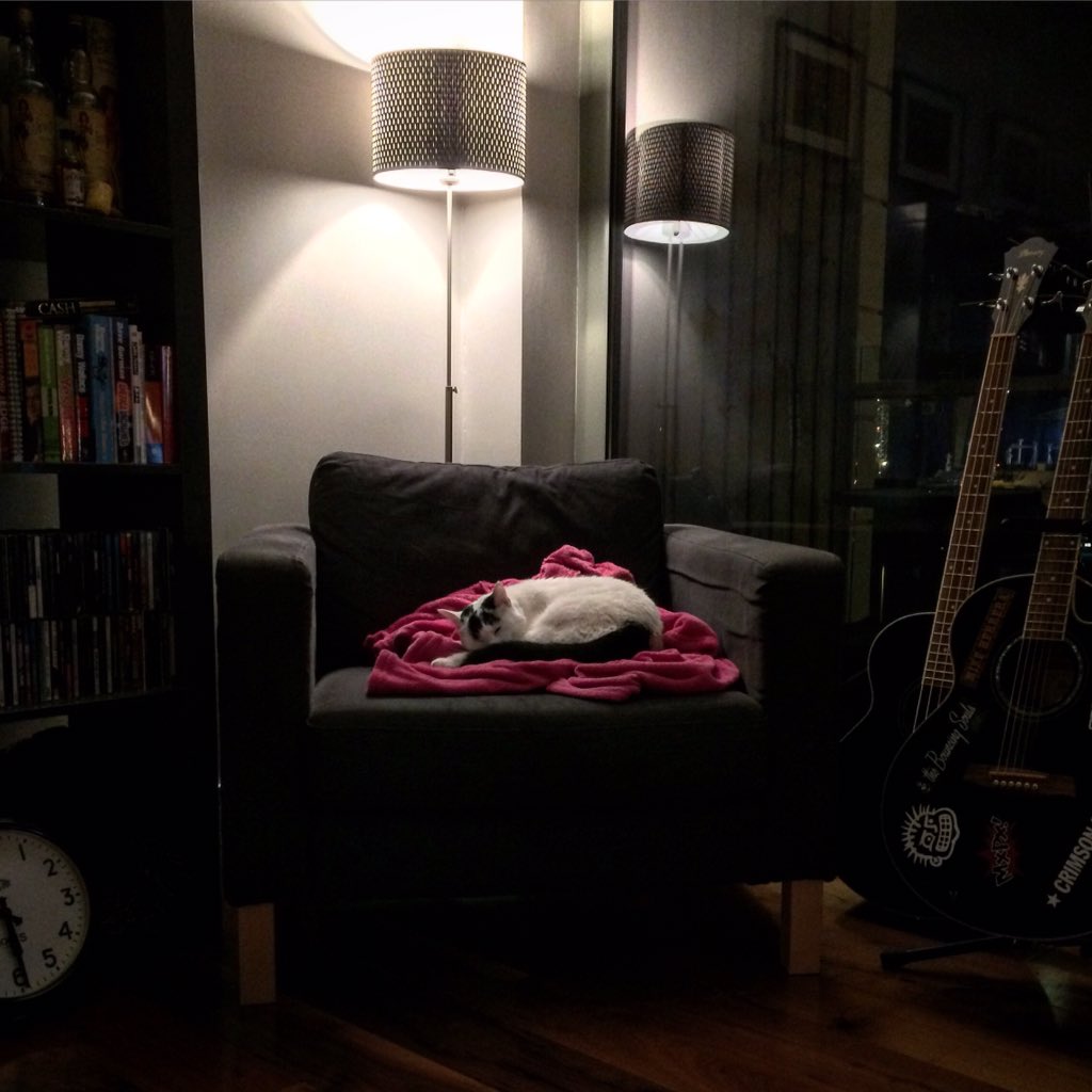 joelneill's tweet photo. All tuckered out after another busy week of doing important cat shit.
#BrodyHellcat https://t.co/C7KmhmPvsN