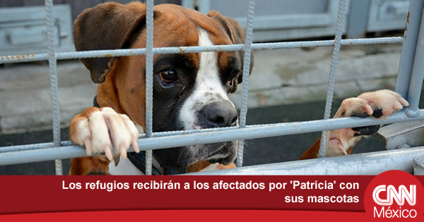 ExpansionMx's tweet photo. #HuracanPatricia ¡No lo dejes en casa! Las mascotas serán bienvenidas en los refugios https://t.co/iwXy27AhIE https://t.co/prIwUxF9zR