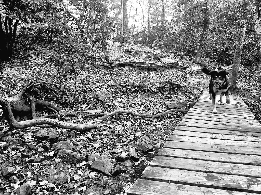BrittonLynn's tweet photo. Incredible seeing God's work first-hand in nature.🍂
"O LORD, none can compare with you!" Psalm40 
#SweetHomeAlabama https://t.co/sBBE3JS5BG
