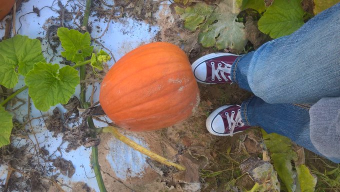 Enjoying a beautiful fall Friday eve in Carolina. Pumkin pickin 🎃 https://t.co/xiaStZ3Hkk
