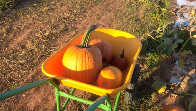 Enjoying a beautiful fall Friday eve in Carolina. Pumkin pickin 🎃 https://t.co/xiaStZ3Hkk
