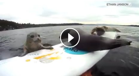 OurOcean's tweet image. Video: It's just one of those days... Slippery seals are unable to get some rest! ow.ly/TGnA7