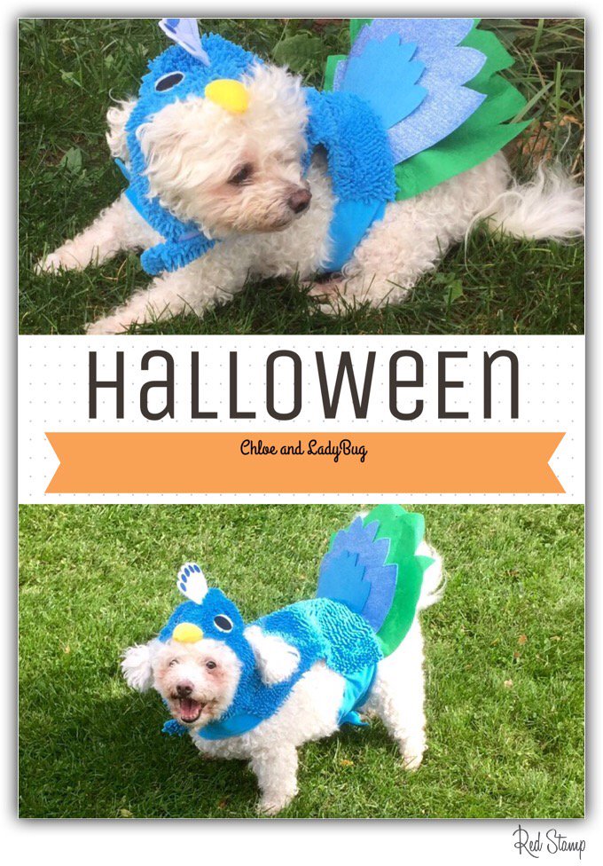 bichonpawz's tweet image. #blogpawshalloween Chloe and LadyBug celebrate!!