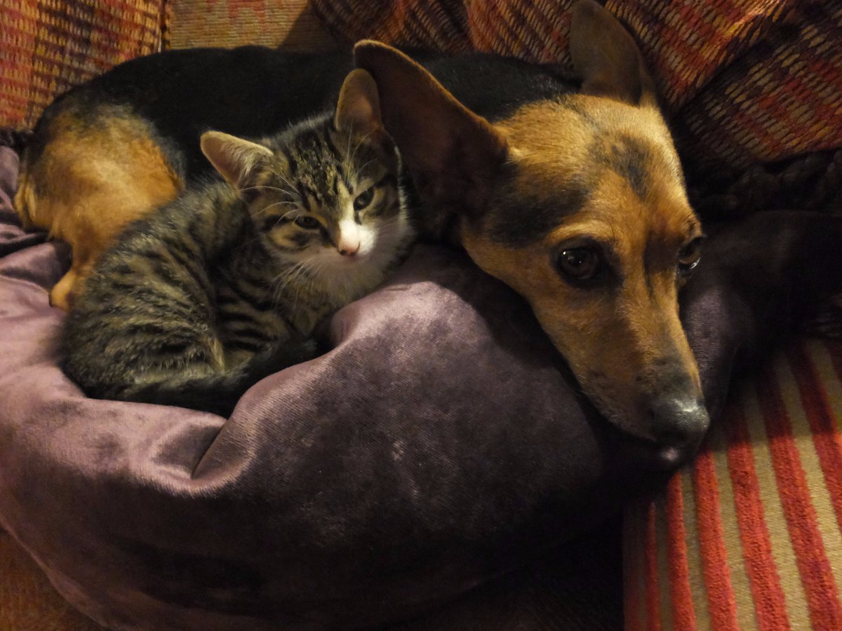BRODPAT's tweet photo. Lola our new addition.These two love each other so muchx https://t.co/4cl1asTscK