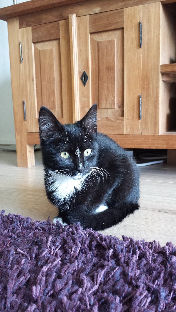 Sinds deze maand een nieuw gezinslid. Geadopteerd uit het #Dierenasiel Winschoten. We zijn enorm wijs met je Bengel!