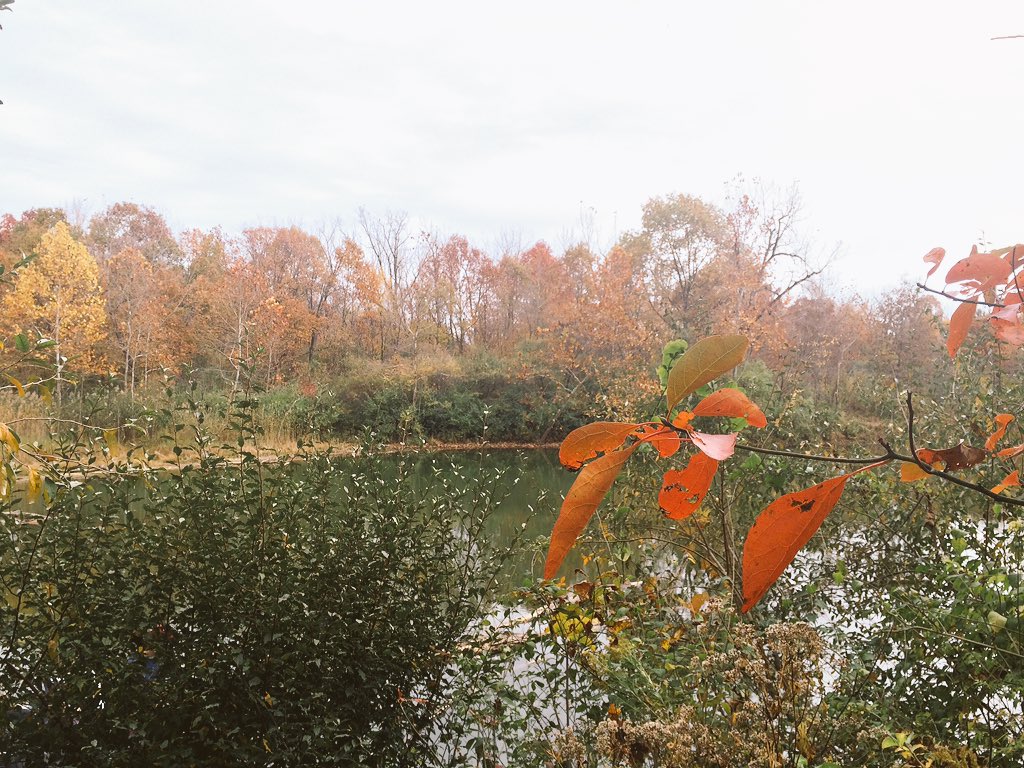 aids_schmitty's tweet photo. A forest on fire
Yet cold like ice
Leaves
Falling like snow 
#fall #autumn #kickapoostatepark https://t.co/QQWPIJUAwg