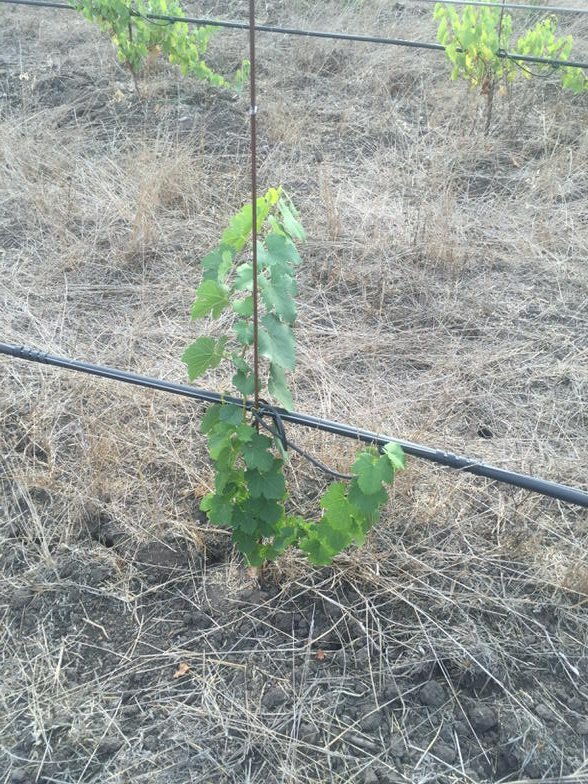 Osocalis's tweet photo. Apple harvest done in late Oct and Montils still growing! #makinggreen https://t.co/XqwLaGNkHH