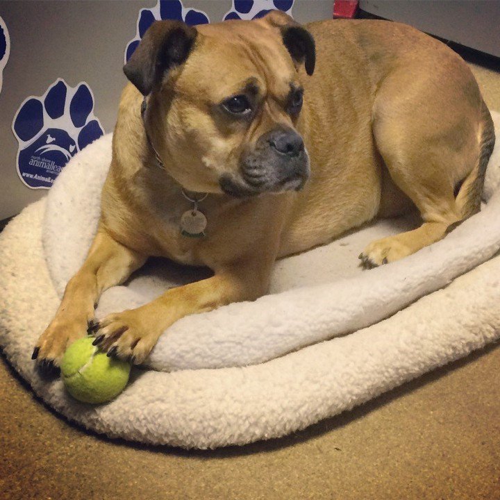 meet Pippin #PetAdoptions ift.tt/1OX9Hcc #dogs @animalleague #MovieTVTechGeeks #Puppies #AdoptMe #RescueMe