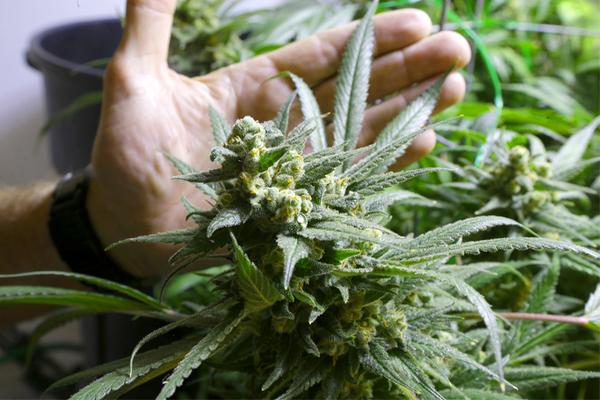 MME_MIAMI's tweet photo. Pain sufferers ask for access to #Medical #Marijuana:

 https://t.co/yXkQostRDf … #cannabis #medicalmarijuana #MME https://t.co/MkAtDzm99q