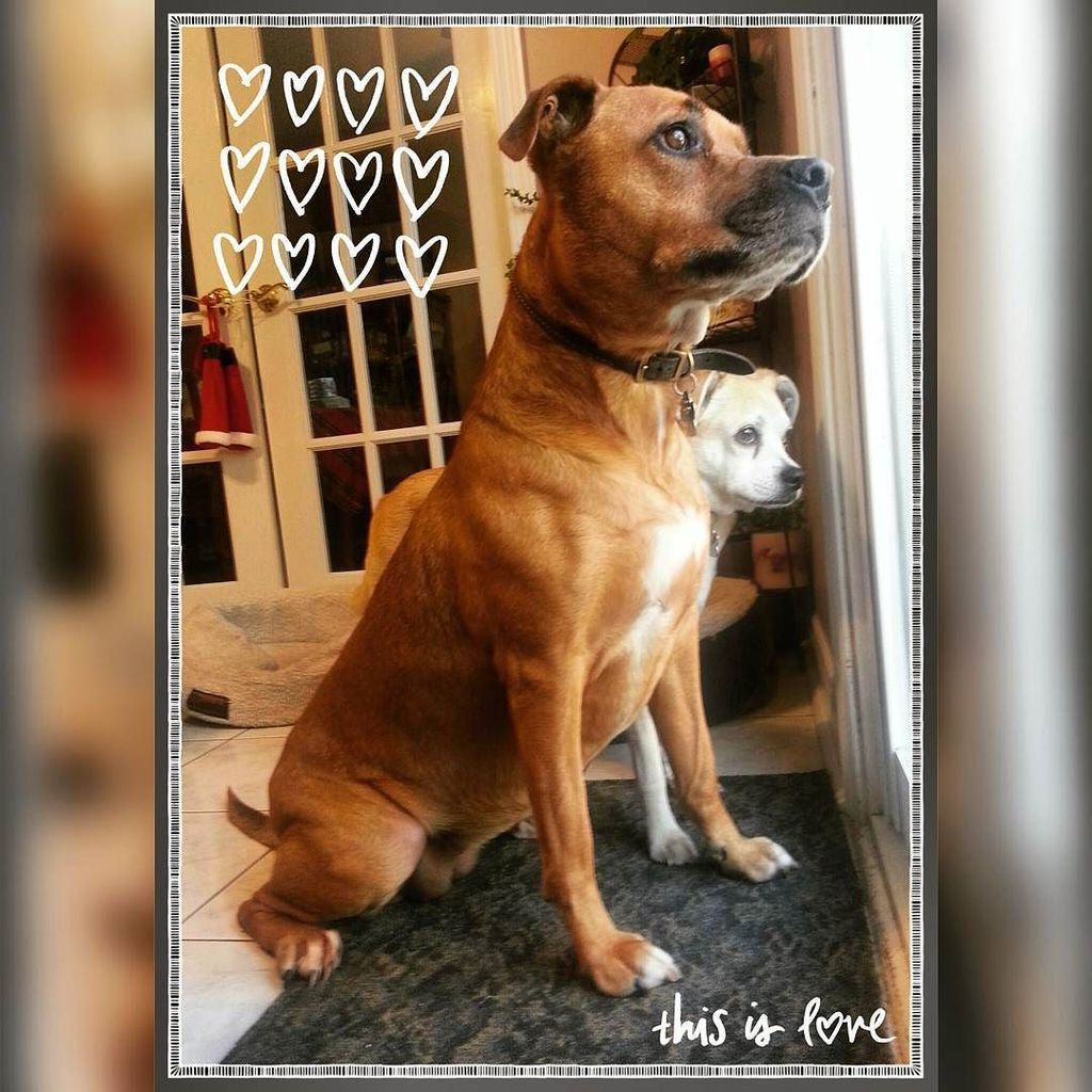 The kids are back home! <3

#CanineCitizen #Dog #Training #Puppy #Love #DogsOfInstagram #F… ift.tt/1KvemMq