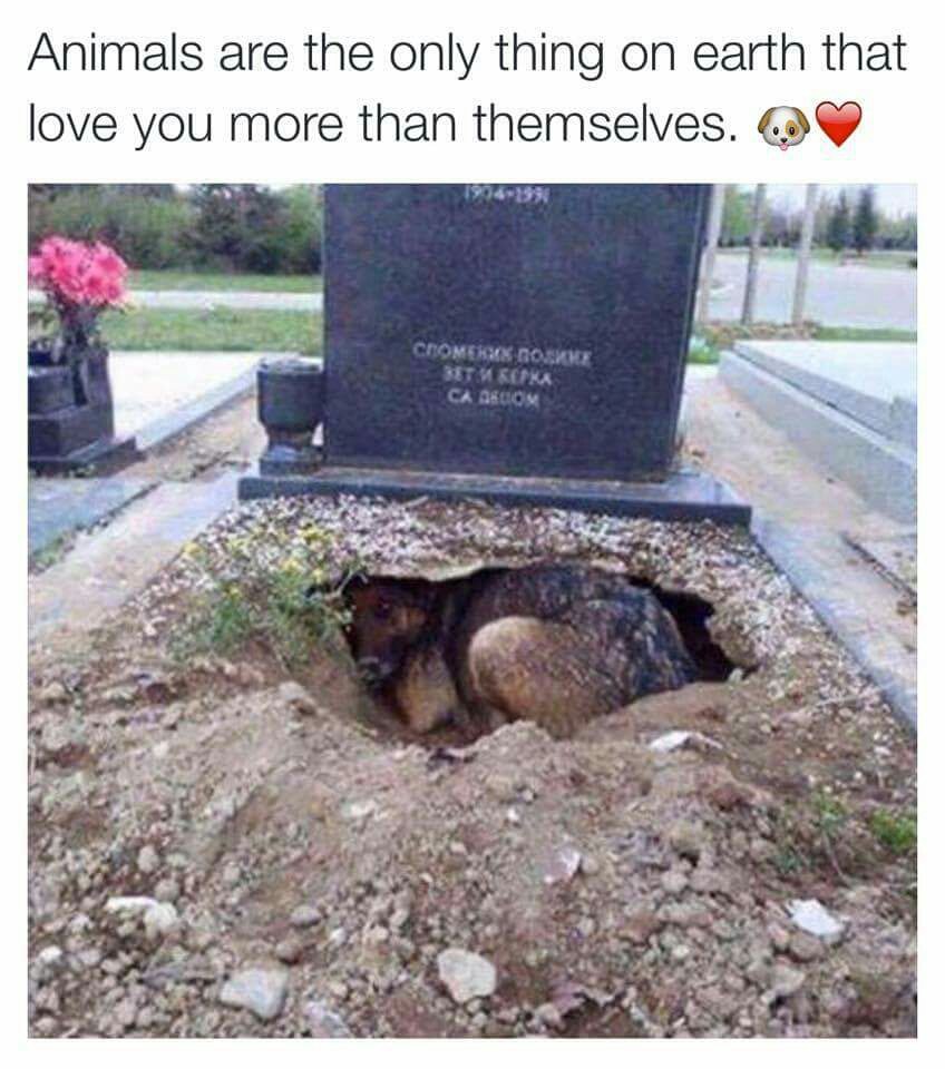 VIPetsLLC's tweet photo. The feels <3 #dogs #loyal #bestfriends https://t.co/amgZEpj91M