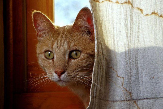 NewYorker's tweet photo. Are cats really domesticated? https://t.co/LBbJDKSMwC https://t.co/Q7cRuyt9aE