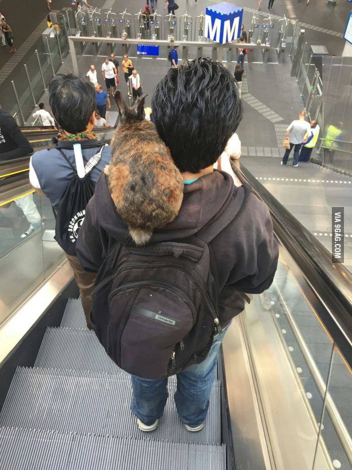 360ams's tweet photo. Amsterdam citizen going around town with a bunny. #onlyinamsterdam https://t.co/G54z7cb4ov