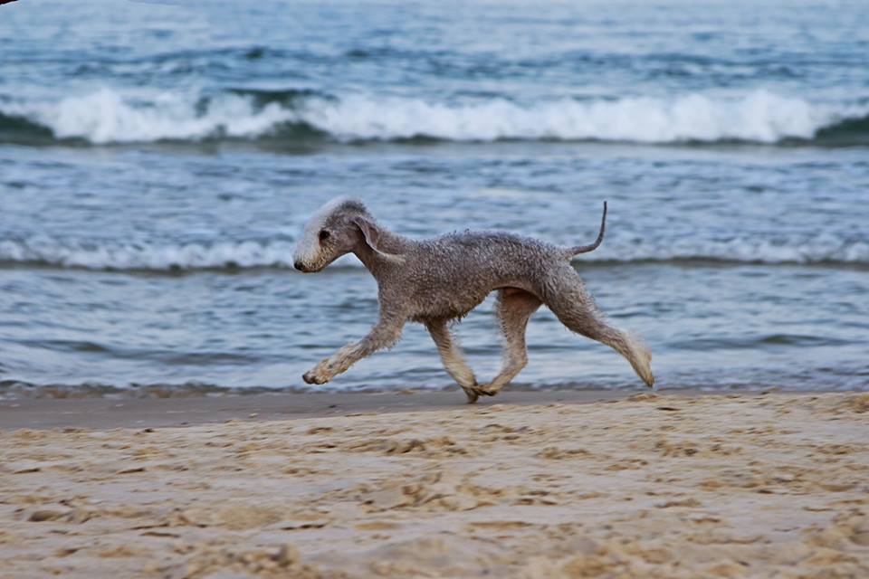 Bedlingtons's tweet photo. #akcbedlingtonterrier, #JEuW EuW WW Crufts multi BIS multi BIG multi CH L'End Show Metti Surprise at Glare, #Matvey https://t.co/RJQOPFi39I