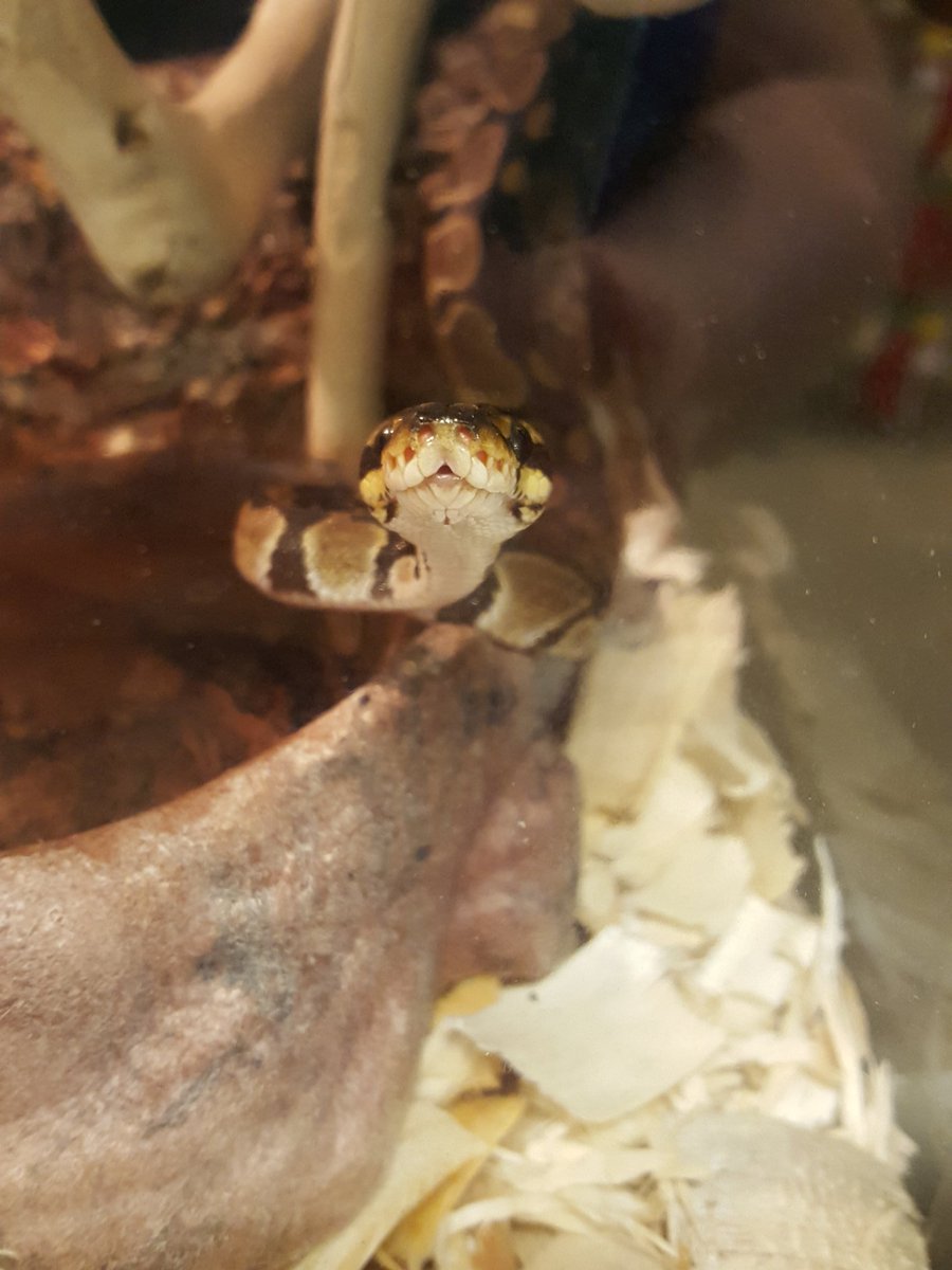 PetSmart1073's tweet photo. "HI" https://t.co/QK1tKCn4nJ