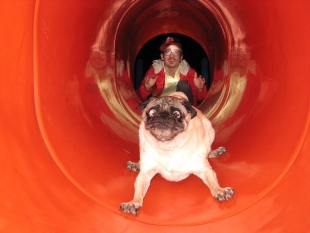 michaelgazin's tweet photo. Moar #DogRegrets. To be fair, I don't think he had much say in this... #slipnslide #gravity #NewOwnerPlease https://t.co/ZO39QSVG7v