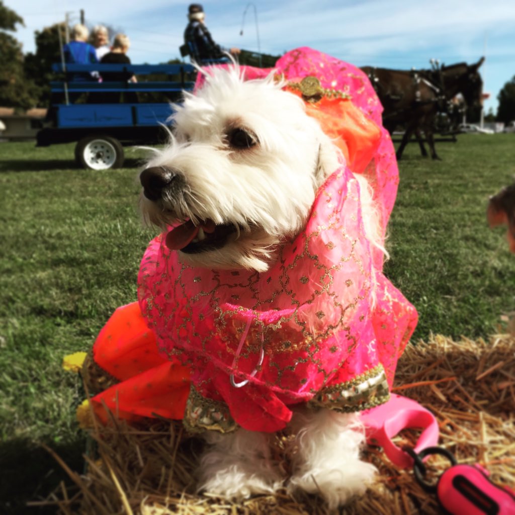 angelabuss80's tweet image. #BlogPawsHalloween Coco as a Bollywood princess
