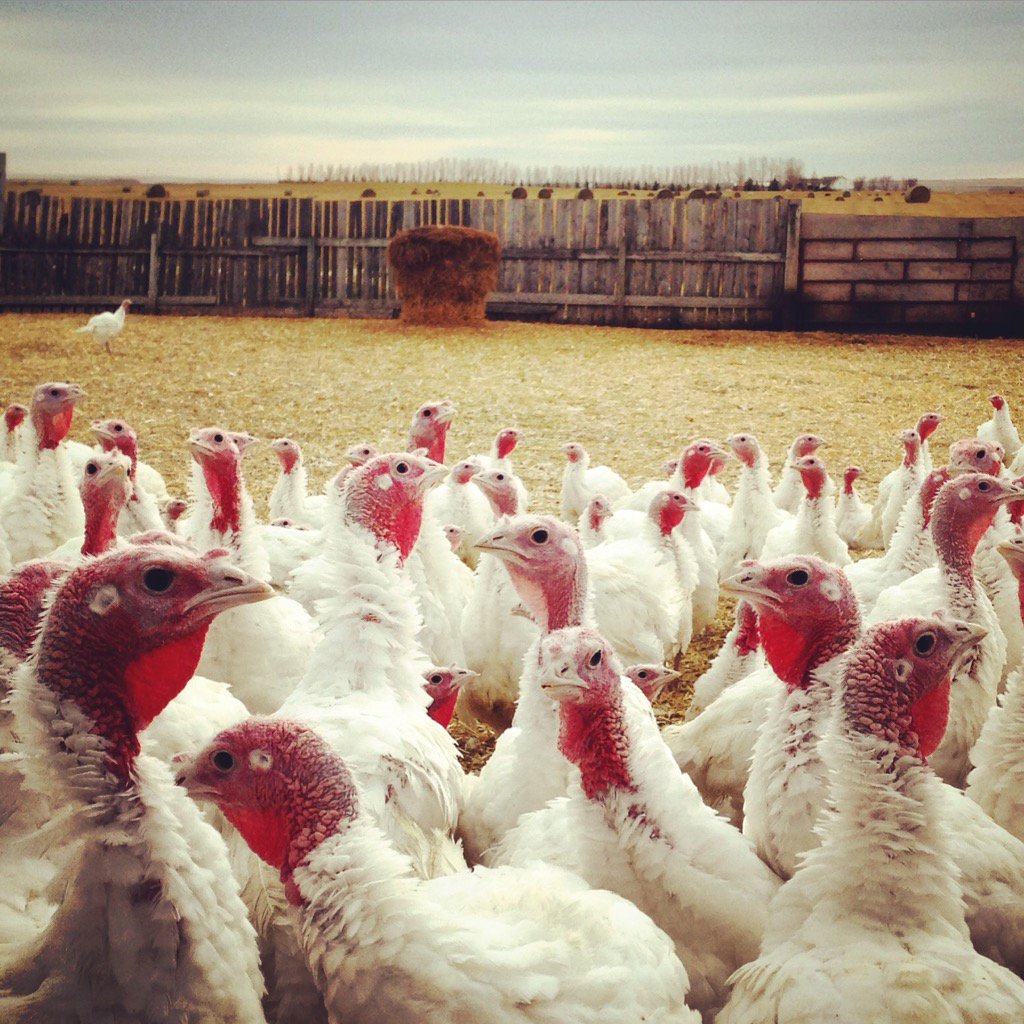 Rita_Red wears a mask tweet media