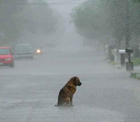 KmimosMx's tweet photo. #Atención dueños de perritos! A continuación #KmimosTips para cuidar a tu mascota durante el #HuracanPatricia https://t.co/Eag2rqHN1l