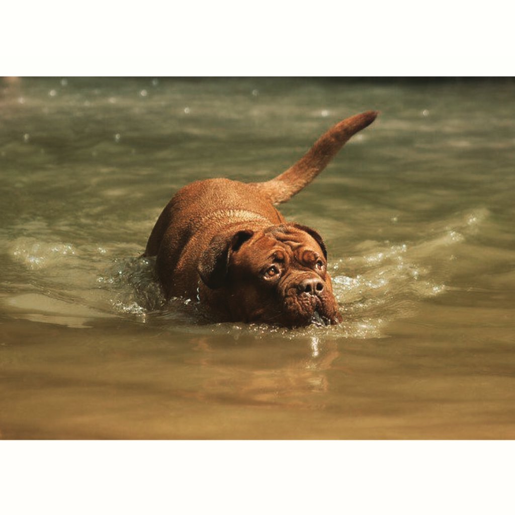 gaiaplanetazul's tweet photo. No los abandonen! #TodosSomosGaia #SalvemosVidas #HuracánPatricia  🐶🌎 https://t.co/O8pMi4BanE https://t.co/cQwuiyBXd6