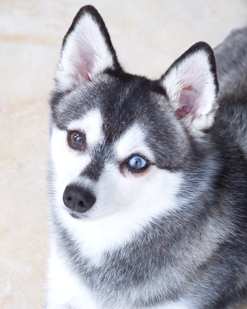 jamesmaslow's tweet photo. Missing this handsome little dude #FoxPhotoFriday https://t.co/0ElrJGa8Uw