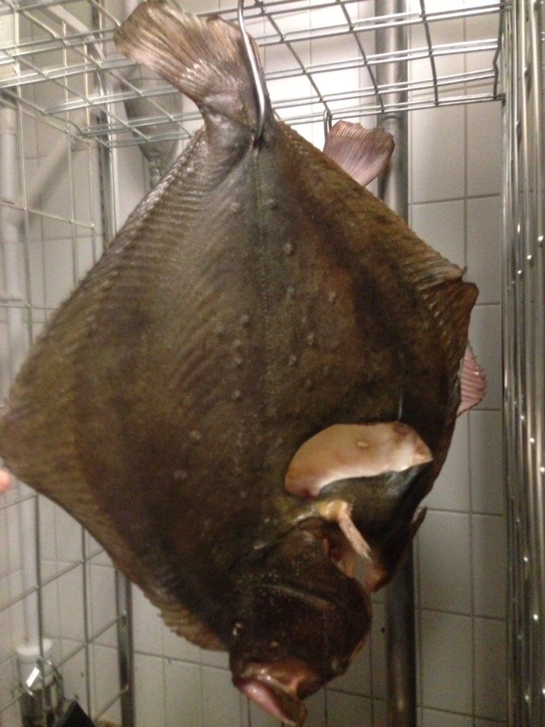 shawrichy1's tweet photo. Fresh turbot, gutted, cleaned and hung for a minimum of 8 days. Then cooked on the bone! Absolute quality! https://t.co/X736Ln07dI
