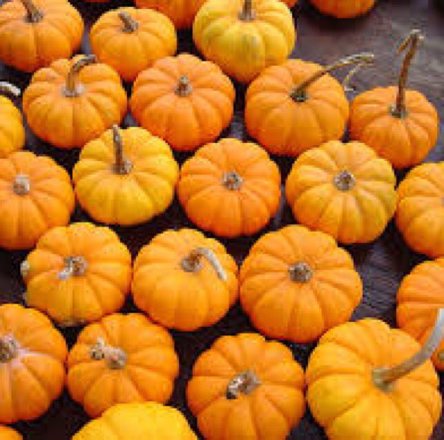 gofarmermark's tweet photo. Getting ready for Halloween with a mini pumpkin decorating station at our Playa Vista Farmers' Market tomorrow! https://t.co/xsSYrObp1R