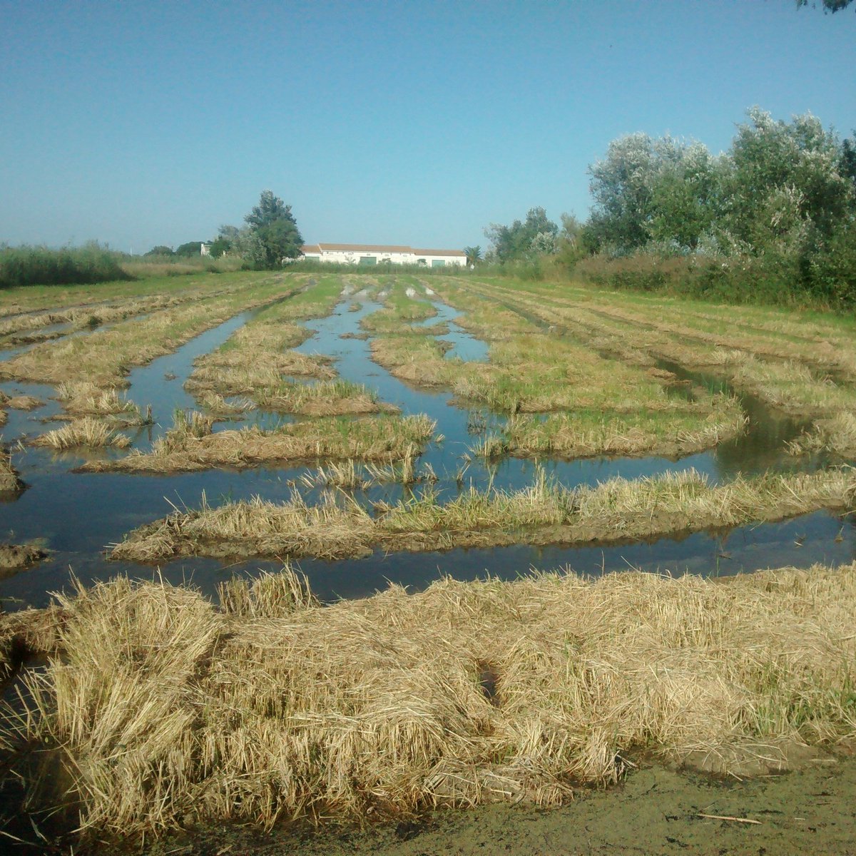 rietvell's tweet photo. Ven este fin de semana a #FESC2015 en BCN Allí estaremos junto a @SEO_BirdLife .Agricultura ecológica y mucho más... https://t.co/I7gKUABjmh