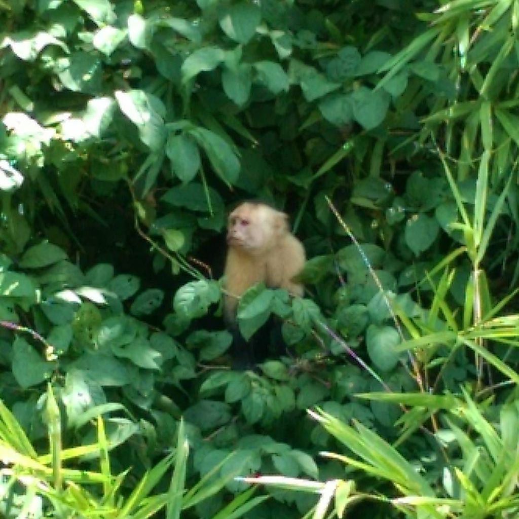ryanlinkmusic's tweet photo. oh hai #whitefacemonkey #costarica #inthewild https://t.co/OAgnYiSrbz https://t.co/uQ0mQIPlJT