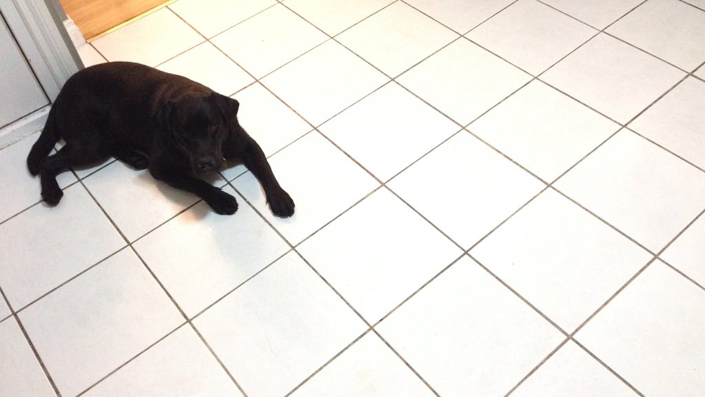 imhere2maketvbt's tweet photo. Friday night. Me and the dog. Mopping the floor. #LikeABoss. #ClassicLewis https://t.co/CbgUD9x2fN