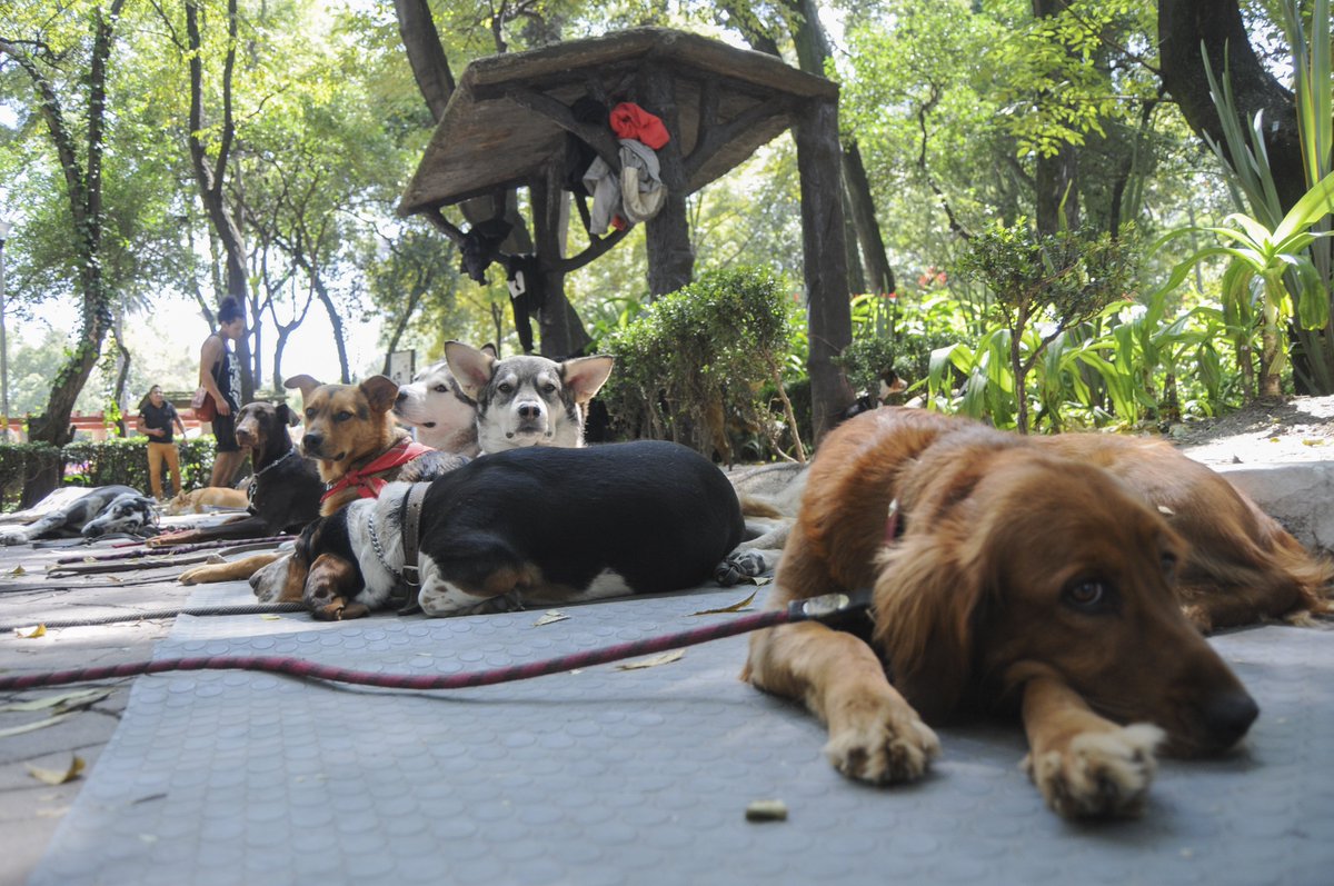 Milenio's tweet photo. Albergues para afectados por "Patricia" reciben a mascotas 🐶🐺🐱🐸🐒🐢🐕🐩https://t.co/c42VIBX0XD https://t.co/PAKjExS74P