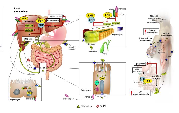 HEPATOLOGY Journal (@hep_journal) on Twitter photo Let the bile flow! October Early View by Rohit Kohli  and Kenneth D.R. Setchell @Liver4Kids ow.ly/TJ9yy Let the bile flow! October Early View by Rohit Kohli  and Kenneth D.R. Setchell @Liver4Kids ow.ly/TJ9yy