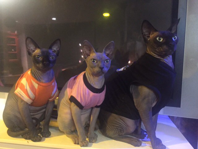 CoolSpaceCats's tweet photo. TGIF!  https://t.co/VW0Q2YLGYt https://t.co/t1xbilf6MX