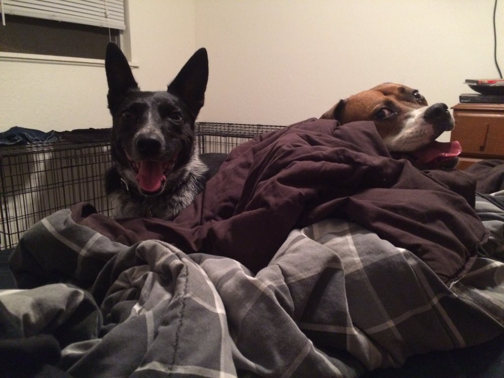 SFPet's tweet image. Who's tucked in and ready for bed? Let's see those pics! #tgif #fullbed #sleepytime #nightynight #fridaynight #cozy